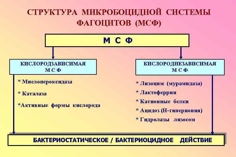 СТРУКТУРА МИКРОБОЦИДНОЙ СИСТЕМЫ ФАГОЦИТОВ (МСФ) М С Ф КИСЛОРОДЗАВИСИМАЯ МСФ КИСЛОРОДНЕЗАВИСИМАЯ МСФ * Миелопероксидаза