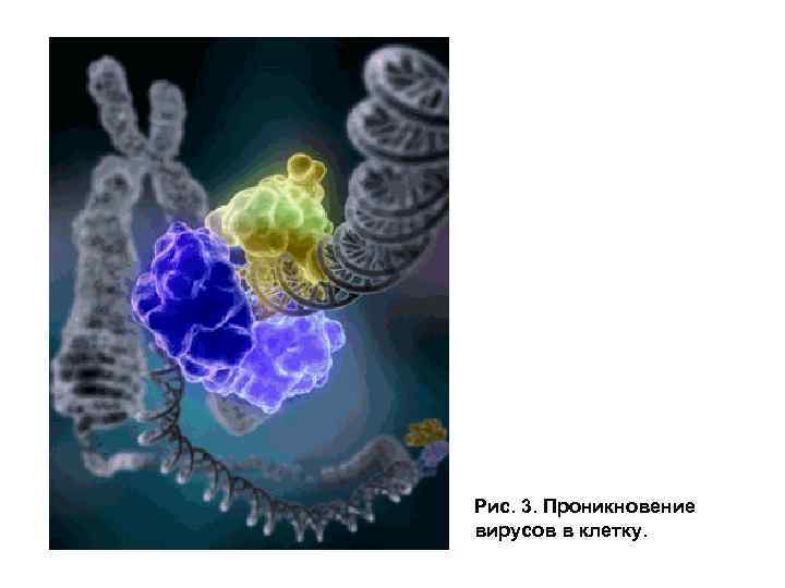 Рис. 3. Проникновение вирусов в клетку. 