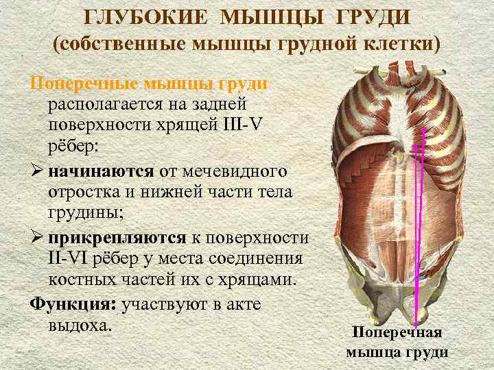 Собственные мышцы. Глубокие мышцы грудины. Поперечна чмышца груди. Глубокие собственные мышцы груди. Глубокие мышцы грудины анатомия.