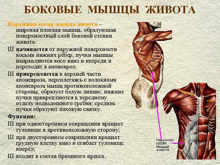 Мышцы спины и ребра. Мышцы сбоку живота. Назовите мышцы живота боковой группы.