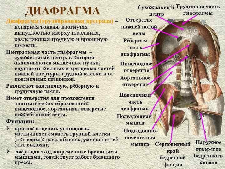 Диафрагма рисунок анатомия