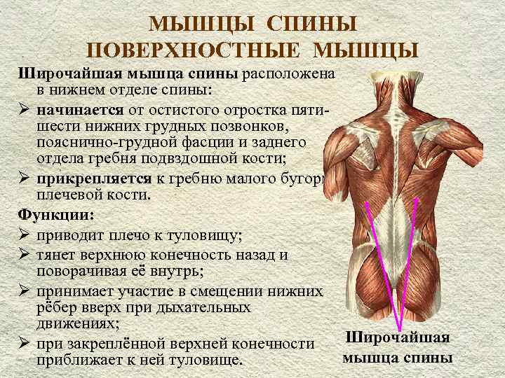 Части поясницы. Широчайшая мышца спины вид спереди. Мышцы спины анатомия прикрепление функции. Широчайшая мышца спины анатомия функции и крепление.