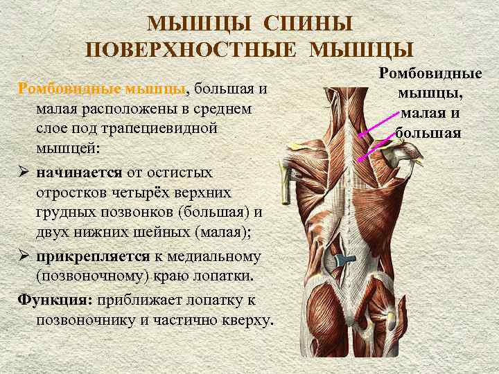 Какие мышцы относятся к мышцам. Большая и малая ромбовидные мышцы спины. Малая ромбовидная мышца спины. Большая и малая ромбовидные мышцы функции. Малая ромбовидная мышца спины функции.