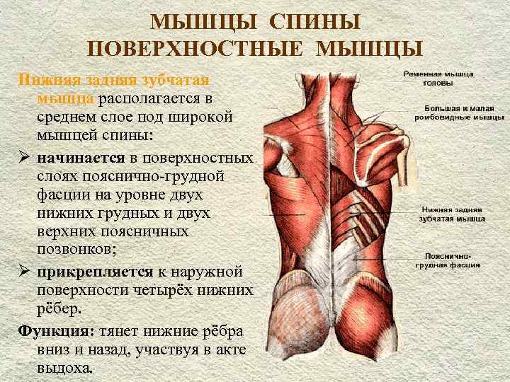 Нижняя задняя зубчатая мышца. Пояснично-грудная фасция анатомия. Поверхностные мышцы спины анатомия латынь. Грудино поясничная фасция анатомия. Пояснично грудная фасция функции.