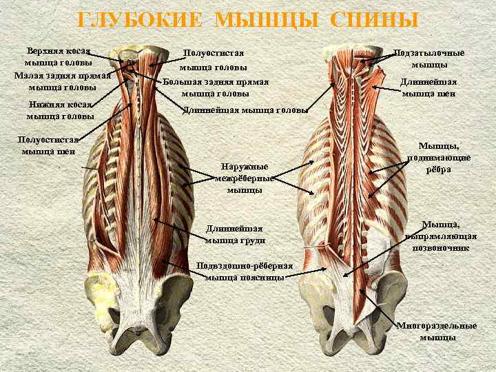 Глубокая поясница. Глубокие мышцы спины поперечно-остистая мышца. Полуостистая мышца спины. Длинные мышцы спины. Глубокие мышцы спины функции.