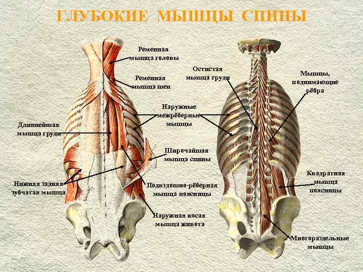 Глубокая поясница. Поверхностный слой глубоких мышц спины. Мышцы спины поверхностные и глубокие слои анатомия. Миология мышцы спины анатомия. Поверхностные мышцы спины анатомия.