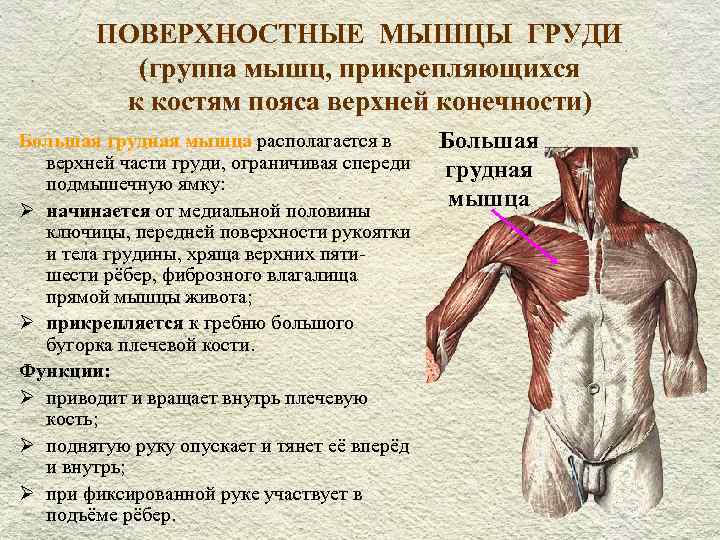 Главная функция мышцы. Поверхностные мышцы груди функции. Поверхностные мышцы туловища спереди. Поверхностные мышцы груди анатомия. Мышцы груди спереди.