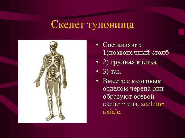 Скелет туловища • Составляют: 1)позвоночный столб • 2) грудная клетка • 3) таз. •
