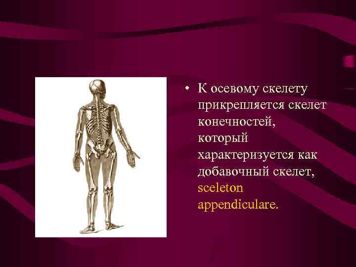  • К осевому скелету прикрепляется скелет конечностей, который характеризуется как добавочный скелет, sceleton