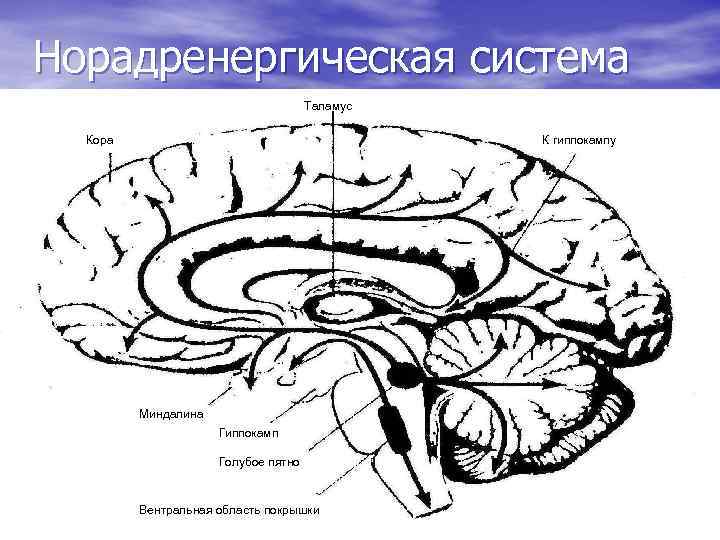 Норадренергическая система Таламус Кора К гиппокампу Миндалина Гиппокамп Голубое пятно Вентральная область покрышки 
