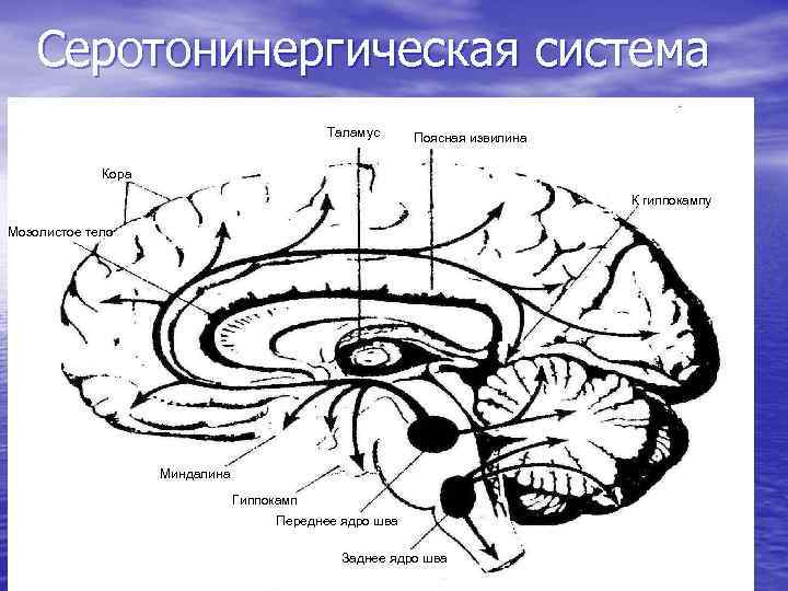 Серотонинергическая система Таламус Поясная извилина Кора К гиппокампу Мозолистое тело Миндалина Гиппокамп Переднее ядро