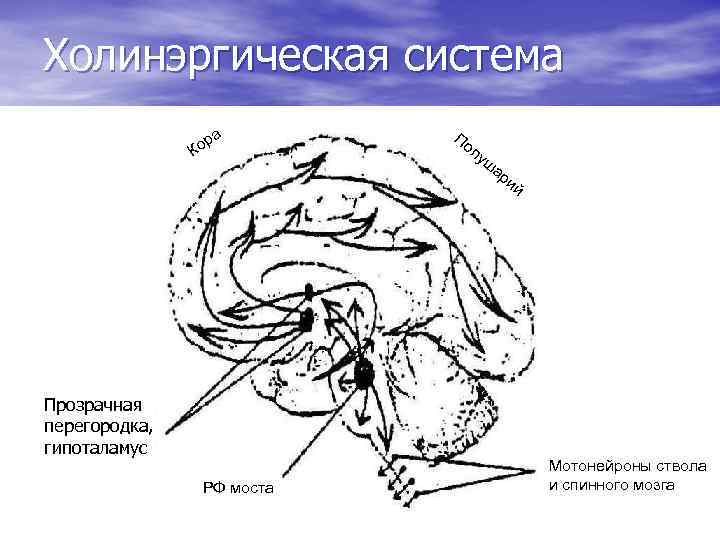 Холинэргическая система р Ко а Прозрачная перегородка, гипоталамус РФ моста По лу ш ар