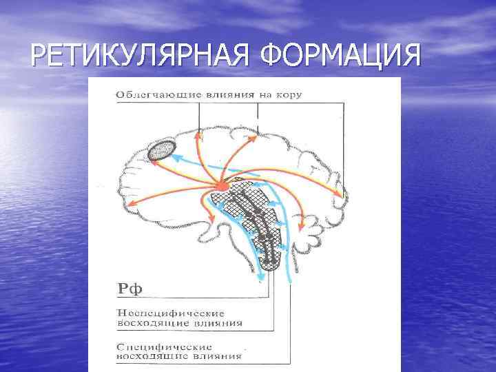 РЕТИКУЛЯРНАЯ ФОРМАЦИЯ 