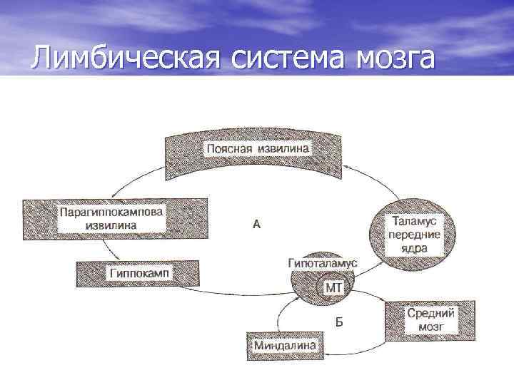Лимбическая система мозга 