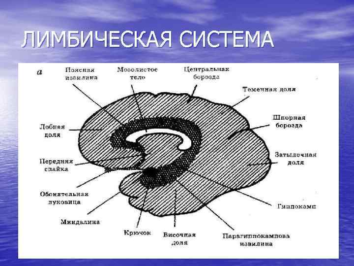 ЛИМБИЧЕСКАЯ СИСТЕМА 