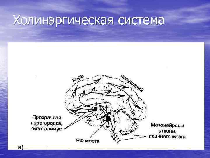 Холинэргическая система 