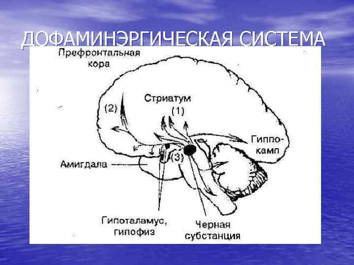 ДОФАМИНЭРГИЧЕСКАЯ СИСТЕМА 