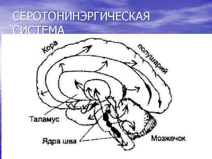 СЕРОТОНИНЭРГИЧЕСКАЯ СИСТЕМА 