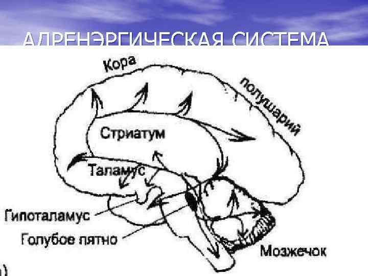 АДРЕНЭРГИЧЕСКАЯ СИСТЕМА 