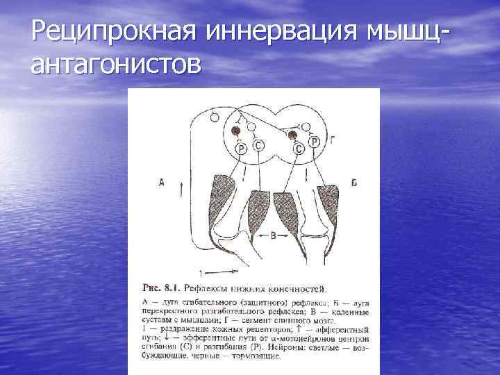 Реципрокная иннервация мышцантагонистов 