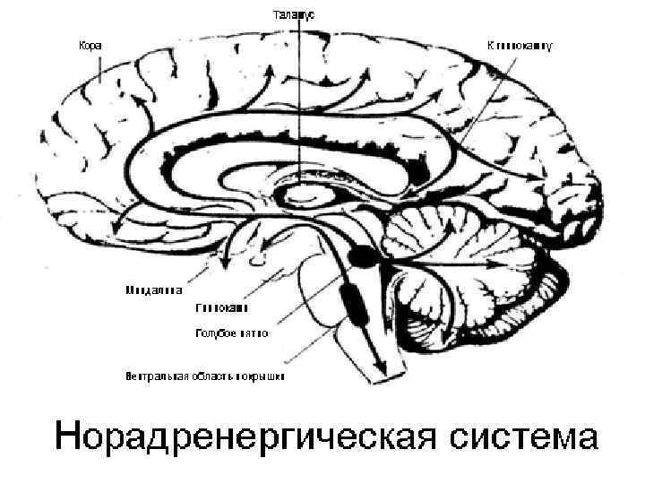 Вентральная дислокация