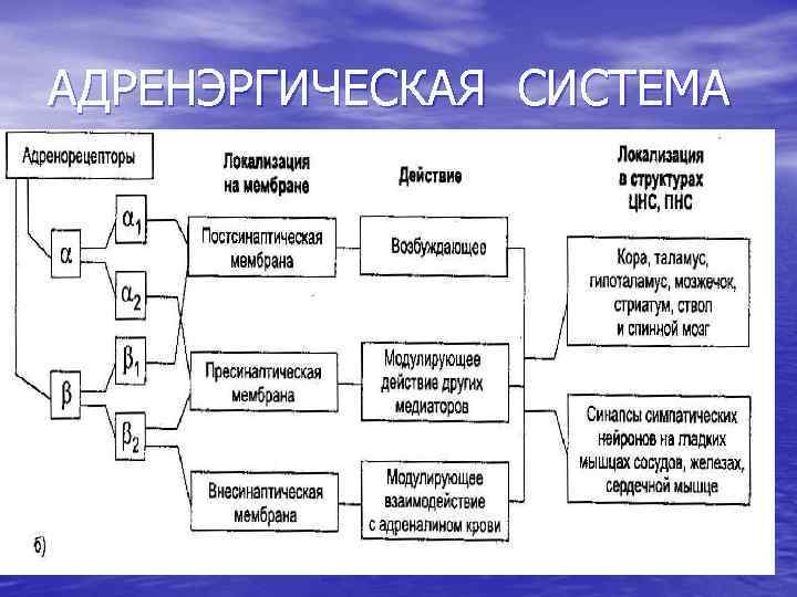 АДРЕНЭРГИЧЕСКАЯ СИСТЕМА 