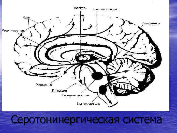 Таламус Поясная извилина Кора К гиппокампу Мозолистое тело Миндалина Гиппокамп Переднее ядро шва Заднее