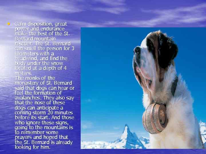  • Calm disposition, great power and endurance make the best of the St.