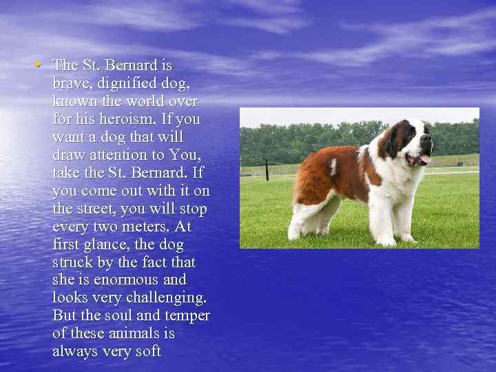  • The St. Bernard is brave, dignified dog, known the world over for