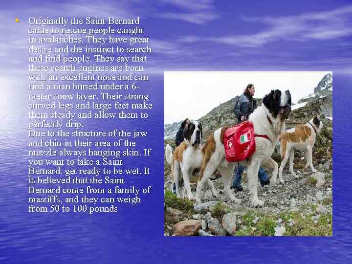  • Originally the Saint Bernard came to rescue people caught in avalanches. They