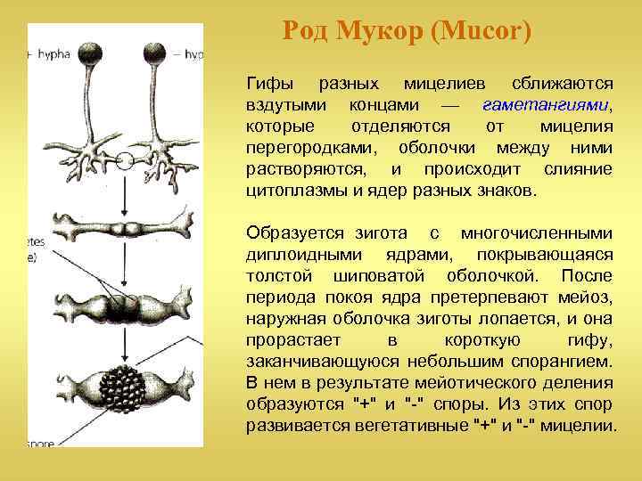 Размножение мукора. Жизненный цикл гриба мукора. Мукор жизненный цикл. Цикл развития гриба мукора. Строение и размножение мукора.
