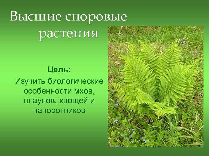 Презентация высшие споровые растения 5 класс презентация