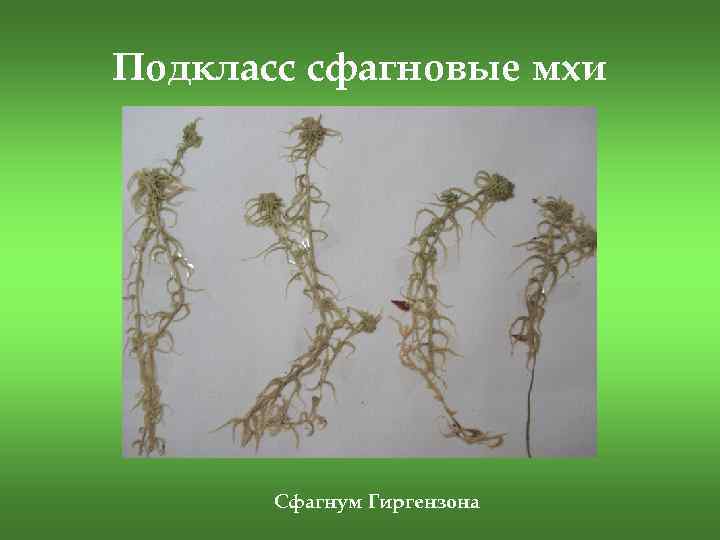 Подкласс сфагновые мхи Сфагнум Гиргензона 