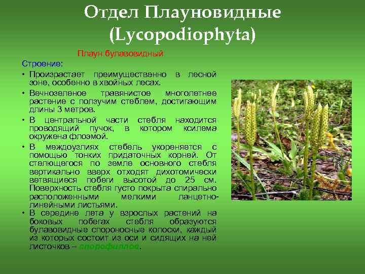 Относится к плауновидным. Отдел Плауновидные. Lycopodiophyta. Характеристика плауновидных растений. Отдел Плауновидные их строение.