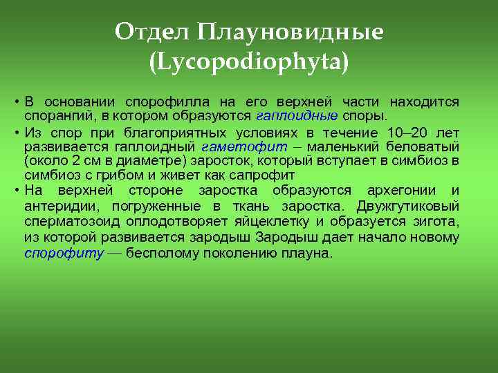 Отдел Плауновидные (Lycopodiophyta) • В основании спорофилла на его верхней части находится спорангий, в