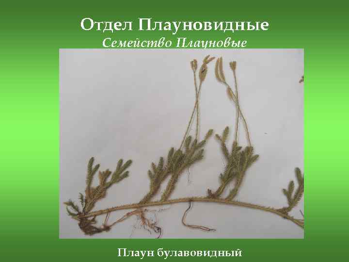 Отдел Плауновидные Семейство Плауновые Плаун булавовидный 