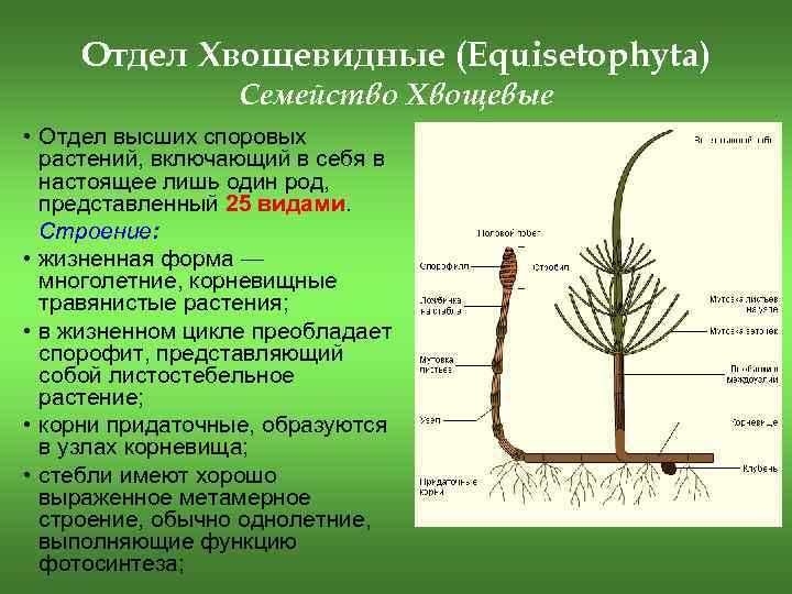 Высшие споровые 7 класс