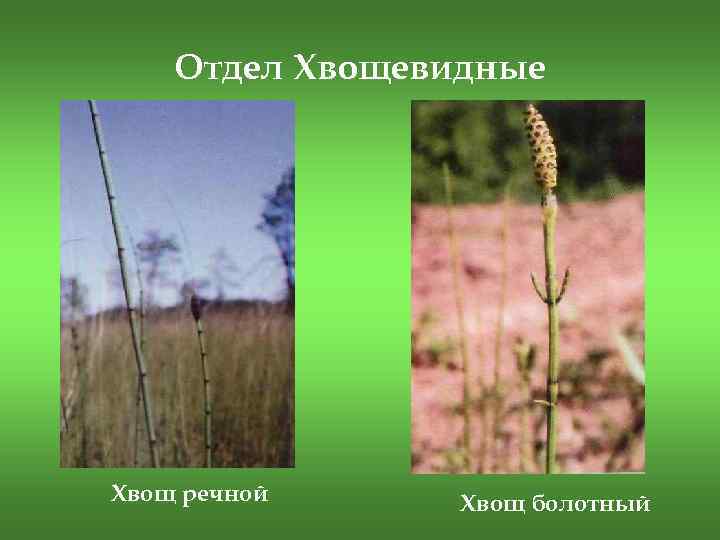 Отдел Хвощевидные Хвощ речной Хвощ болотный 