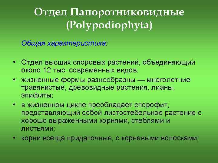 Отдел Папоротниковидные (Polypodiophyta) Общая характеристика: • Отдел высших споровых растений, объединяющий около 12 тыс.