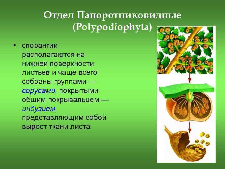 Отдел Папоротниковидные (Polypodiophyta) • спорангии располагаются на нижней поверхности листьев и чаще всего собраны