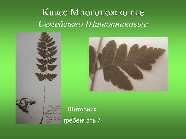 Класс Многоножковые Семейство Щитовниковые Щитовник гребенчатый 
