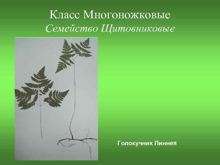Класс Многоножковые Семейство Щитовниковые Голокучник Линнея 