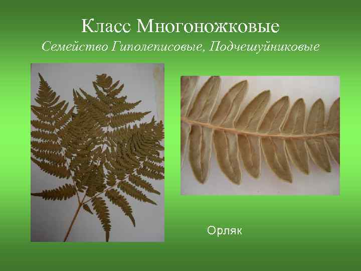 Класс Многоножковые Семейство Гиполеписовые, Подчешуйниковые Орляк 