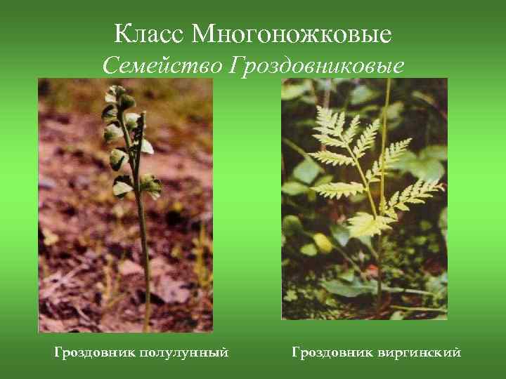 Класс Многоножковые Семейство Гроздовниковые Гроздовник полулунный Гроздовник виргинский 