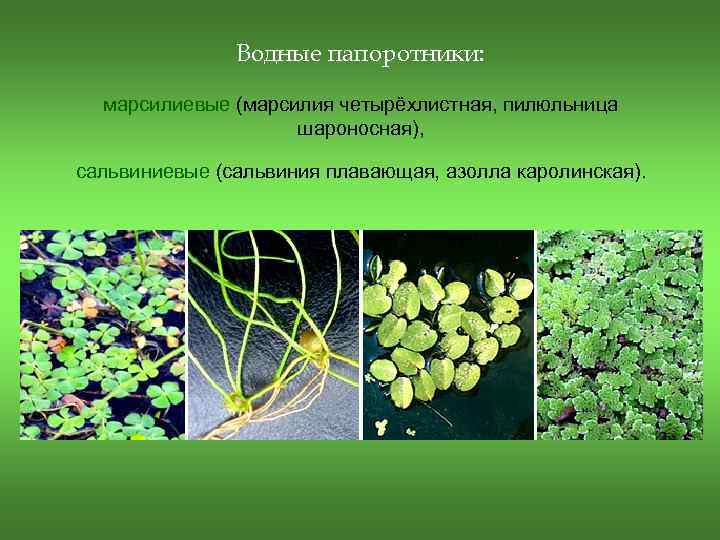 Водные папоротники: марсилиевые (марсилия четырёхлистная, пилюльница шароносная), сальвиниевые (сальвиния плавающая, азолла каролинская). 
