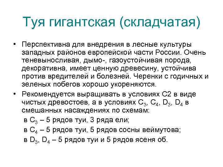 Туя гигантская (складчатая) • Перспективна для внедрения в лесные культуры западных районов европейской части