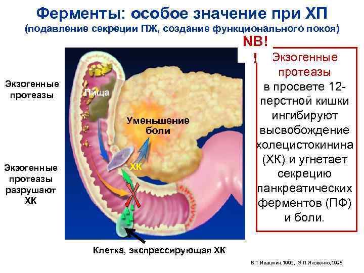 Ферменты: особое значение при ХП (подавление секреции ПЖ, создание функционального покоя) NB! ! Экзогенные