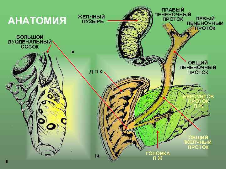 АНАТОМИЯ ЖЕЛЧНЫЙ ПУЗЫРЬ ПРАВЫЙ ПЕЧЕНОЧНЫЙ ЛЕВЫЙ ПРОТОК ПЕЧЕНОЧНЫЙ ПРОТОК БОЛЬШОЙ ДУОДЕНАЛЬНЫЙ СОСОК ОБЩИЙ ПЕЧЕНОЧНЫЙ