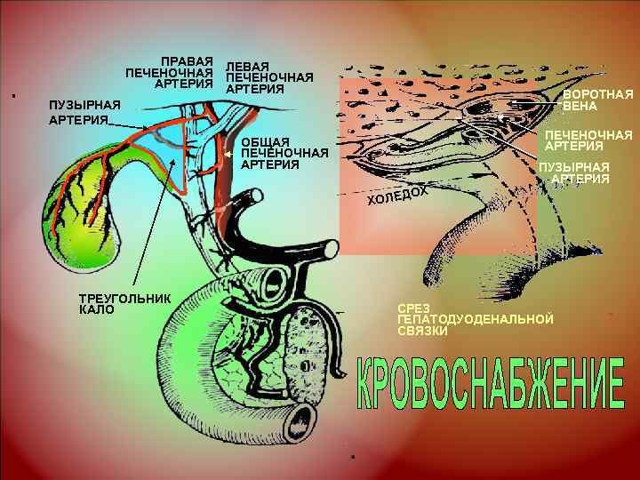 ПРАВАЯ ПЕЧЕНОЧНАЯ ЛЕВАЯ АРТЕРИЯ ПЕЧЕНОЧНАЯ АРТЕРИЯ ВОРОТНАЯ ВЕНА ПУЗЫРНАЯ АРТЕРИЯ ПЕЧЕНОЧНАЯ АРТЕРИЯ ОБЩАЯ ПЕЧЕНОЧНАЯ