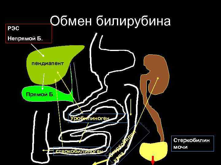 Обмен билирубина РЭС Непрямой Б. пендиапент Прямой Б. С стеркобилиноген ка тер ла ко